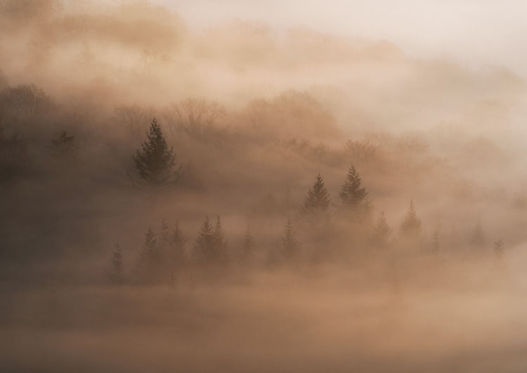 Foggy forest hills with scattered evergreen trees in warm beige mist at sunrise
