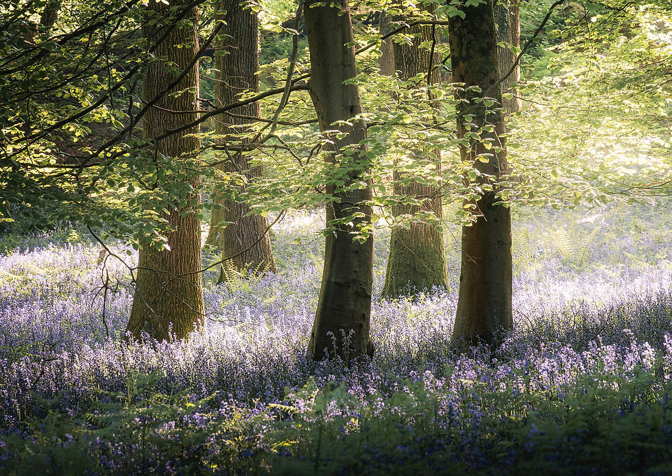 Wye Valley Bluebells