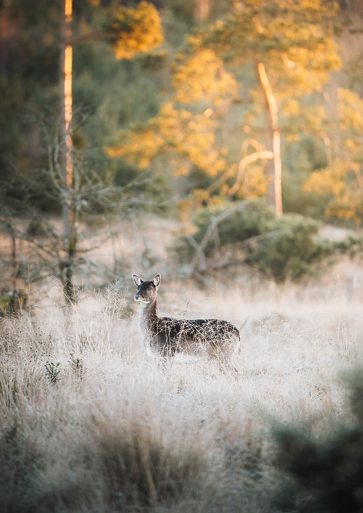 Forest Fallow Deer