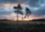 Gorup of trees in the woodland against a sunrise in the Forest of Dean