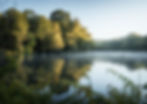 Cannop Ponds, Forest of Dean. Sunrise against the lake with wild birds.