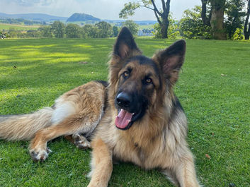 German Shepherd enjoying outdoor exercise area at Loudounhill Country Bark dog boarding kennels in Strathaven