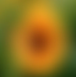 Spring is In Bloom! Natural Ways to Treat Seasonal Allergies