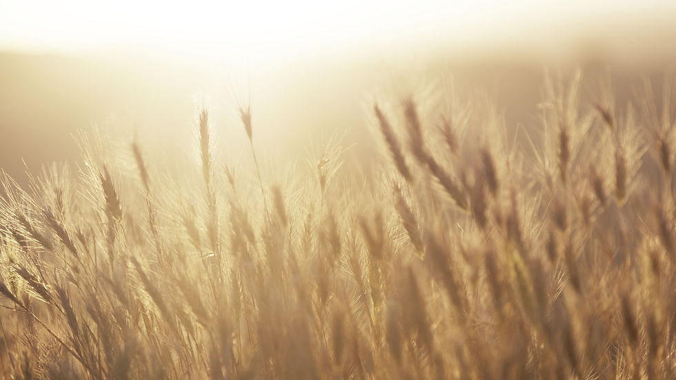 Golden Wheat Field_edited.jpg