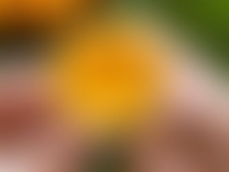 Liquid Gold Turmeric and Ginger Shots 