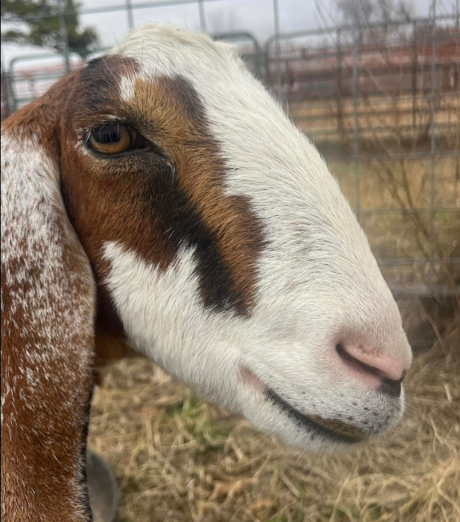 Goat Selfie