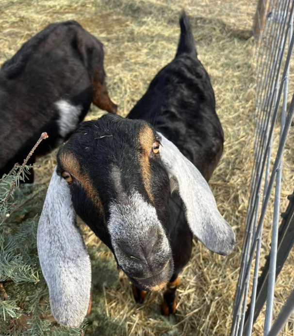 Goat Selfie
