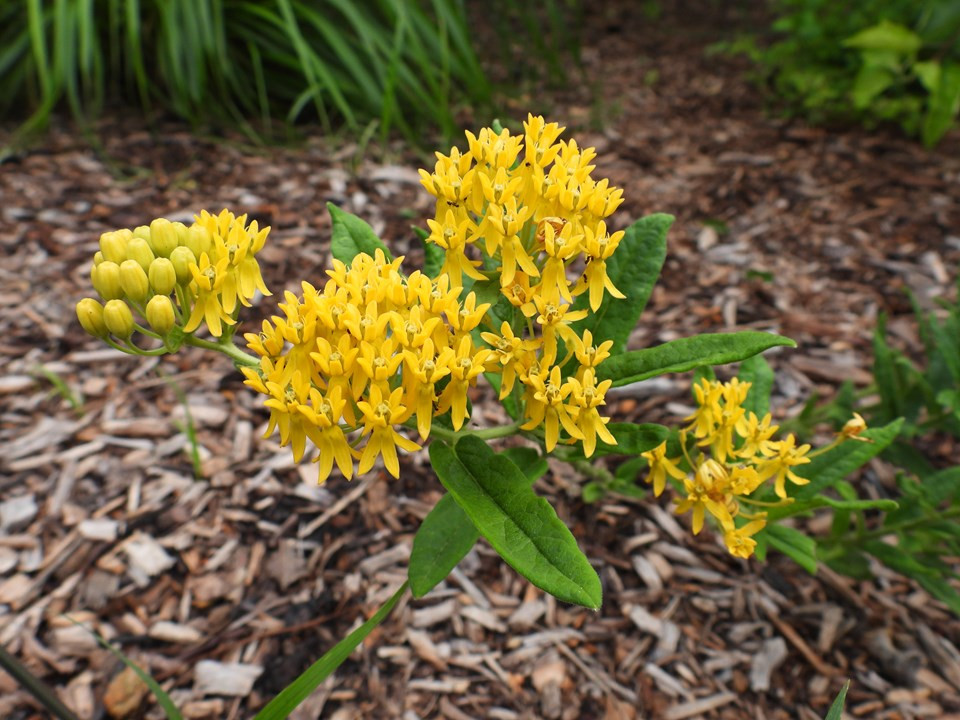 Hello Yellow Butterfly Weed | Baxter Gardens PlantDB
