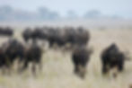 Wildebeest during Great Migration