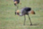 Crown Crane
