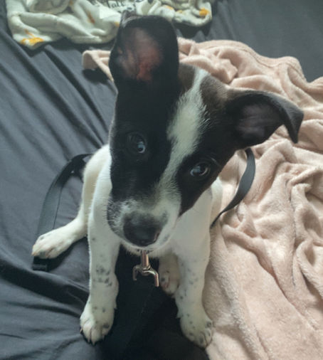 Exploring the Deep Bonds We Share with Our Dogs through Personal Stories (ft. Sharkie)