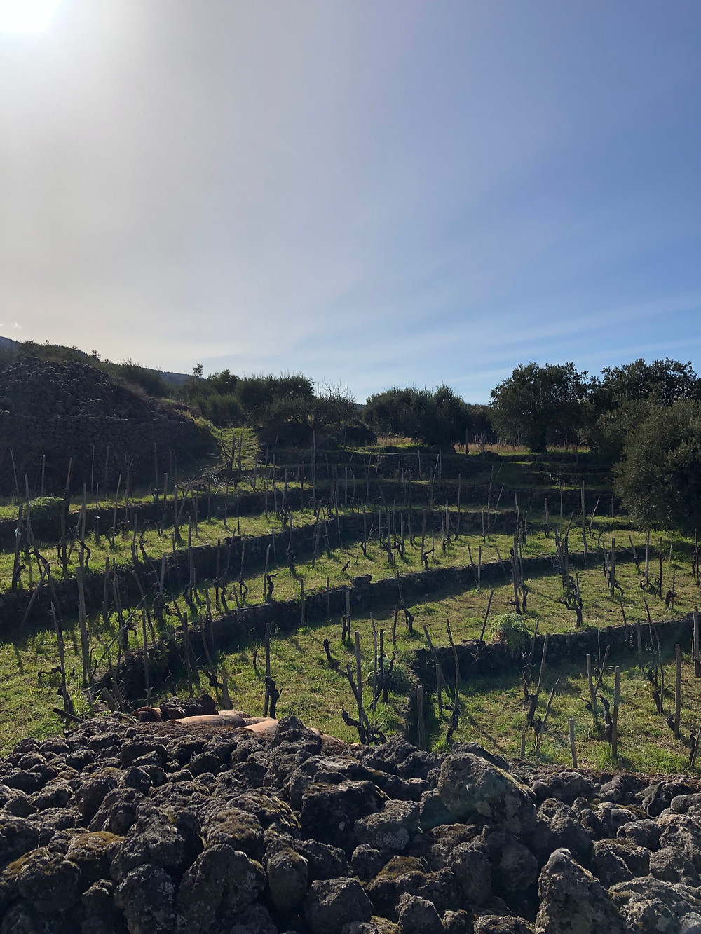 amphitheater shaped traditional vineyard in Etna wine region with alberello bush trained Nerello Mascalese vine