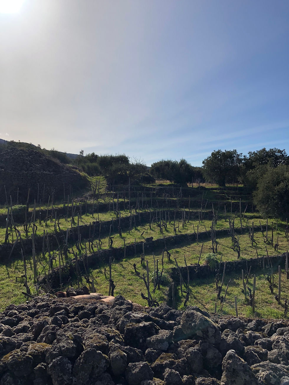 amphitheater shaped traditional vineyard in Etna wine region with alberello bush trained Nerello Mascalese vine