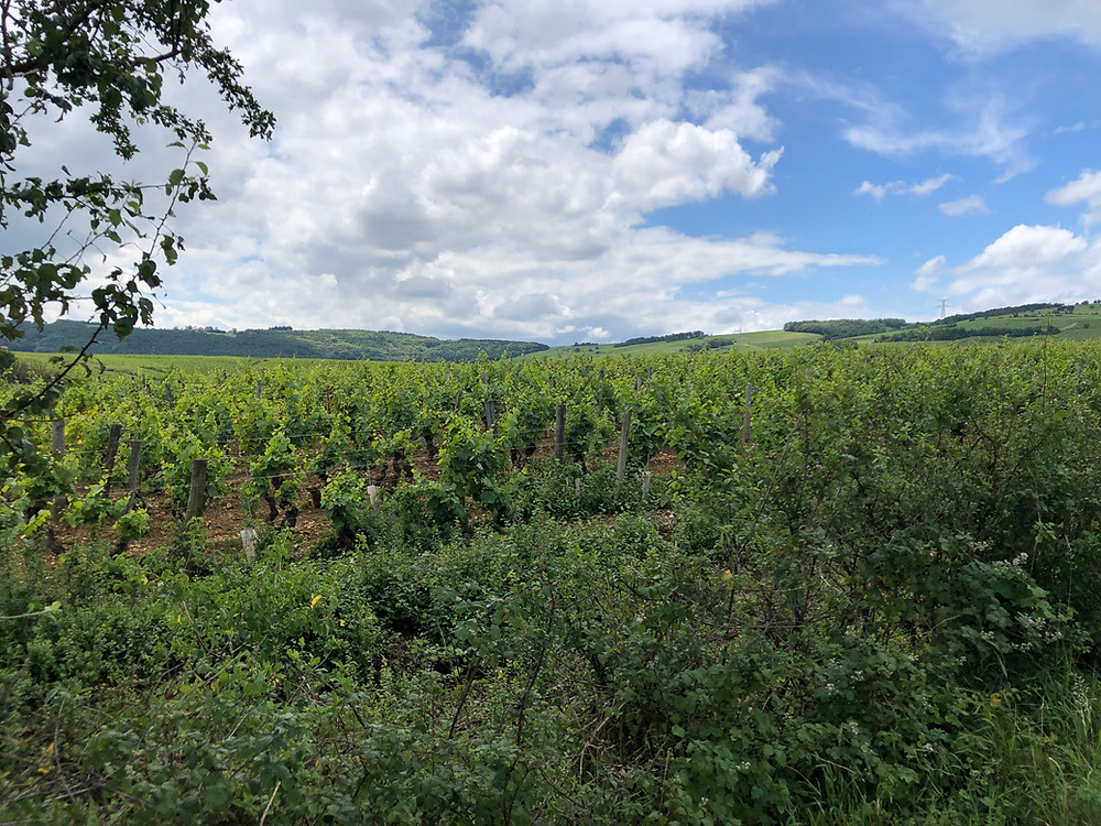 Natural organic vineyard in Pouilly-Fuisse AOC with lots of grass, bushes and trees around