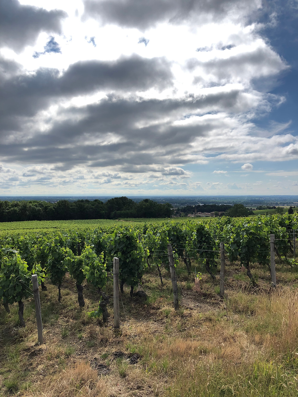 Pouilly-Fuisse Premier Cru CHardonnay vineyards during a wine study trip to Burgundy