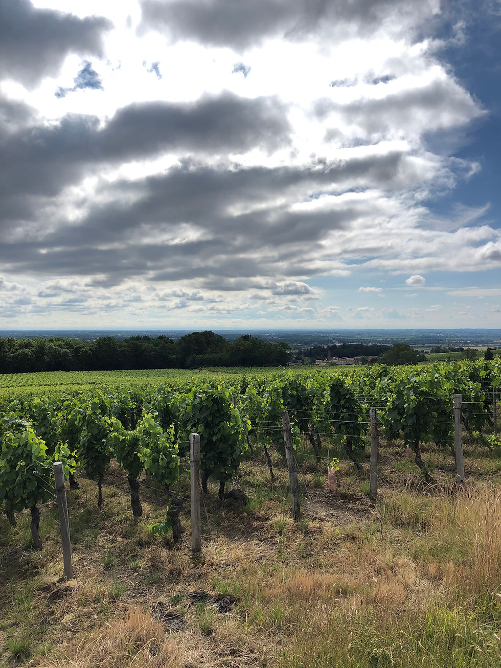 Pouilly-Fuisse Premier Cru CHardonnay vineyards during a wine study trip to Burgundy