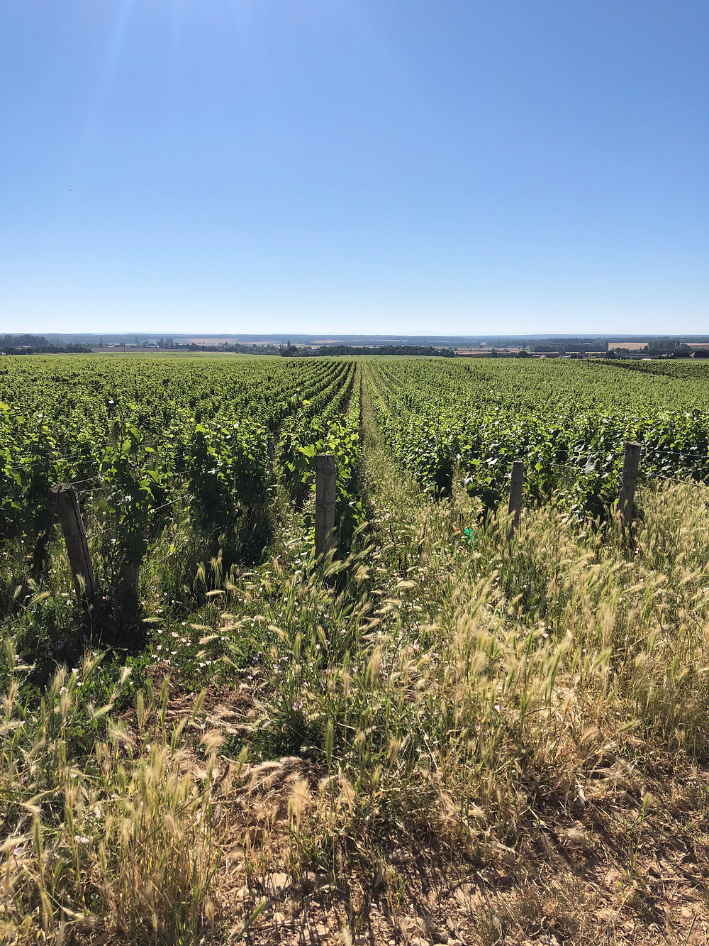 Sustainable viticulture in Vosne-Romanee with a generous grass cover in the Pinot Noir vineyards