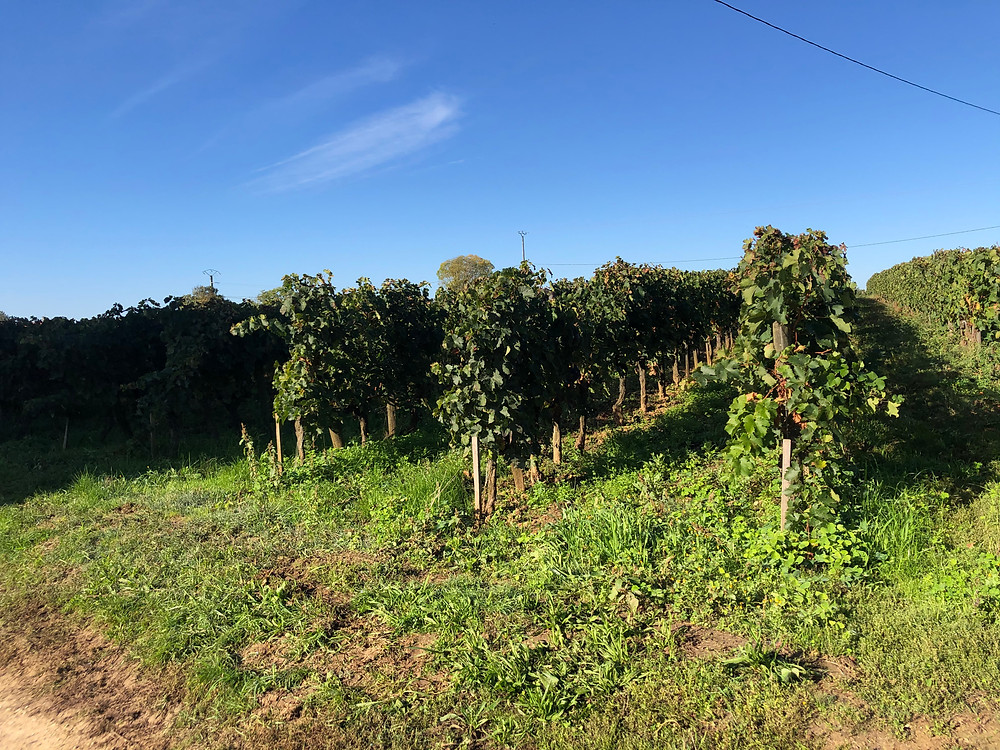 biodynamic vineyard at Chateau Le Puy during a winery visit and tour at Cotes de Franc Bordeaux