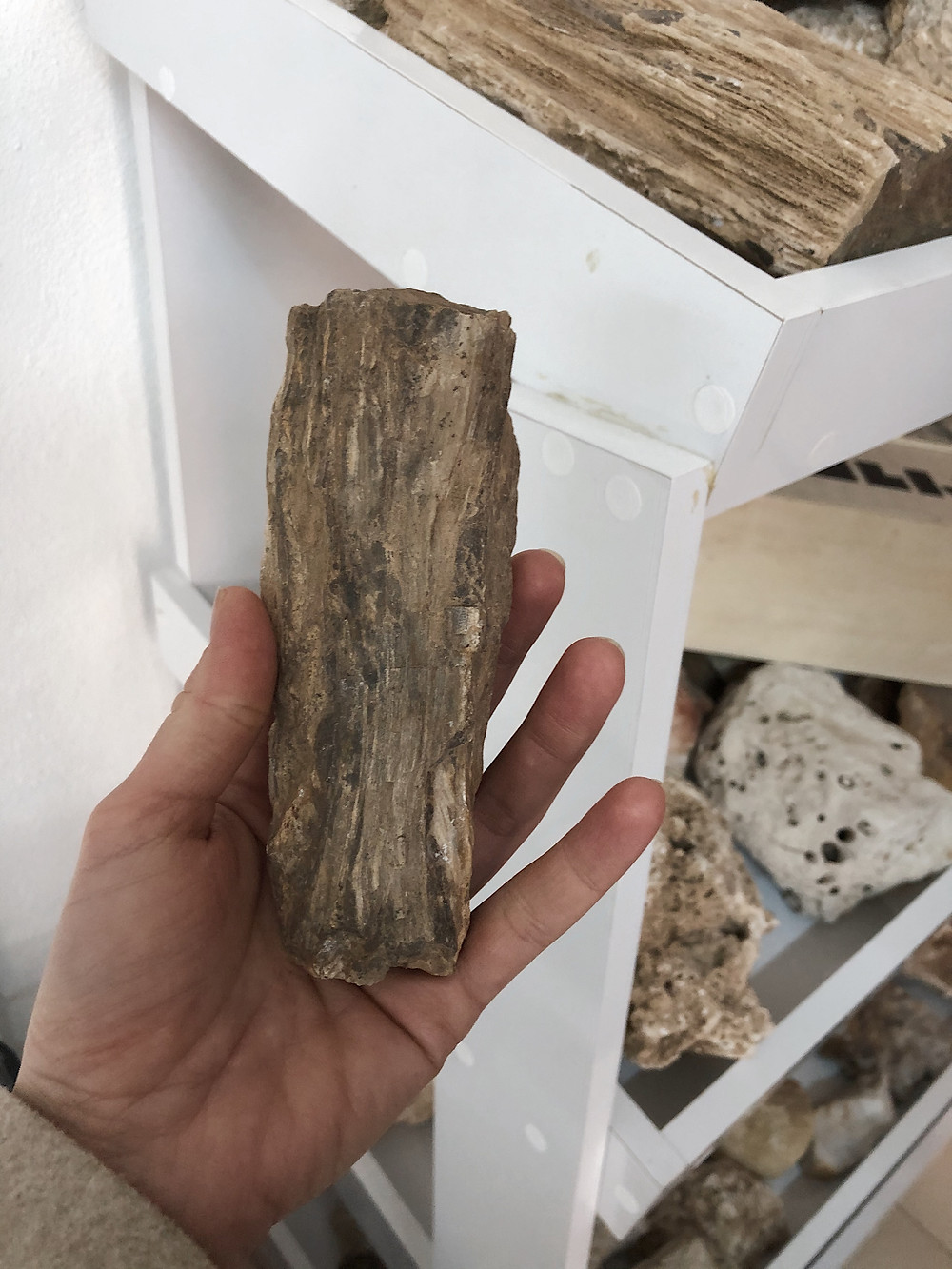 Petrified trees found in Turkey in Trakya on the Thracian wine route during a wine tasting visit to Chamlija winery