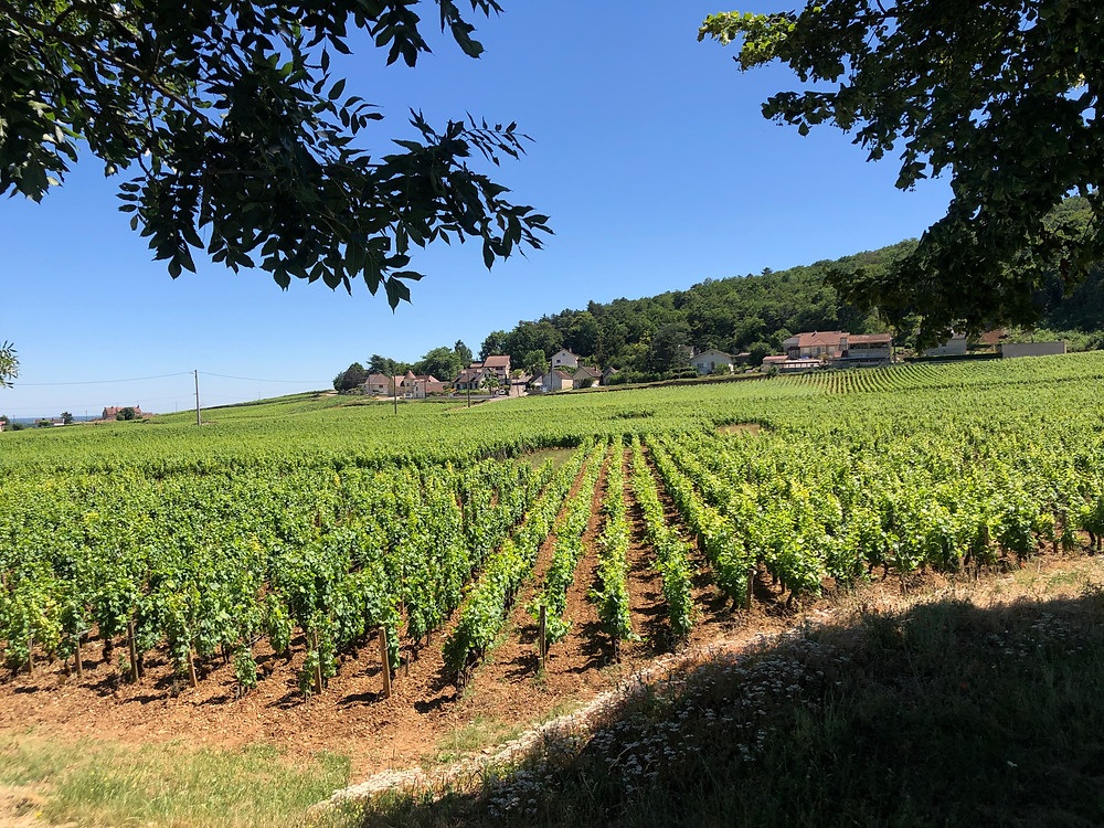 Gevrey-Chambertin wine tour and visit to Domaine Tropet Rochelandet Pinot Noir vineyards