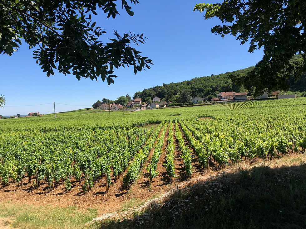 Gevrey-Chambertin wine tour and visit to Domaine Tropet Rochelandet Pinot Noir vineyards