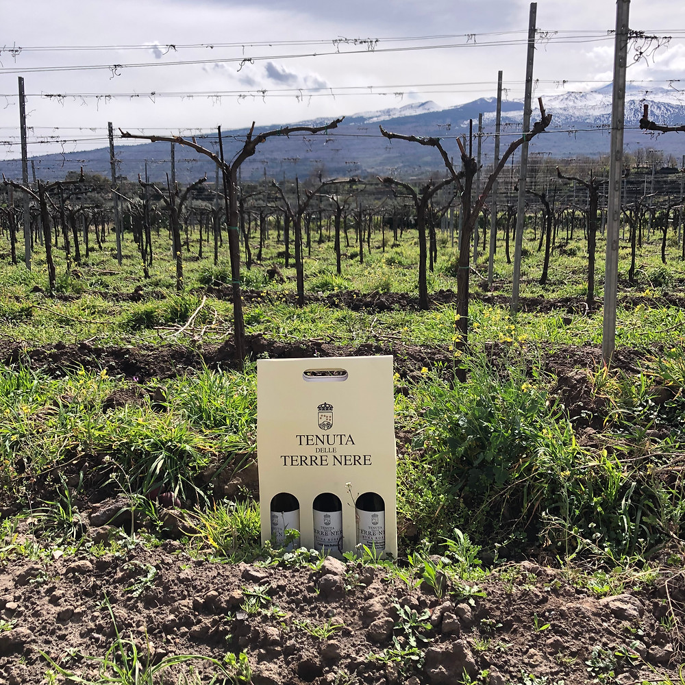 Tenuta Terre Nere wine tasting at Calderara Sottana vineyard with a view of Etna volcano