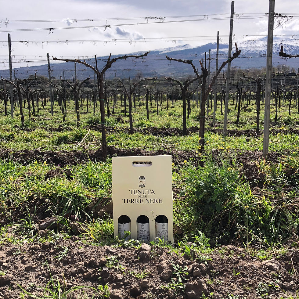 Tenuta Terre Nere wine tasting at Calderara Sottana vineyard with a view of Etna volcano