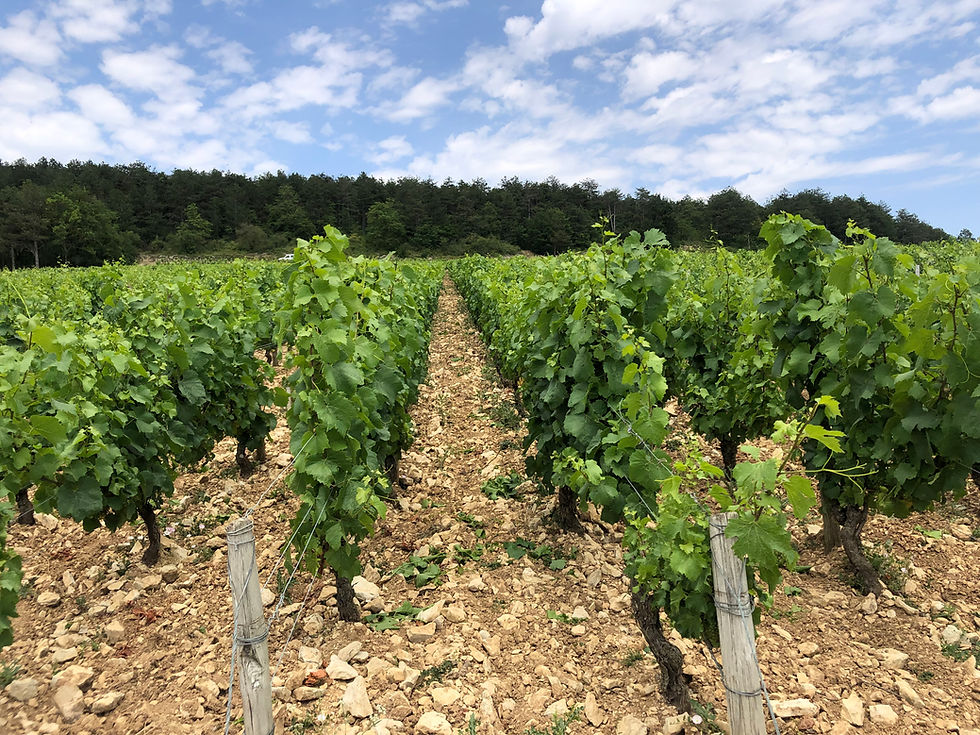 Winery visit to Domaine des Malandes and Chablis wine tour at the Grand Cru vineyards with Kimmeridgian soil