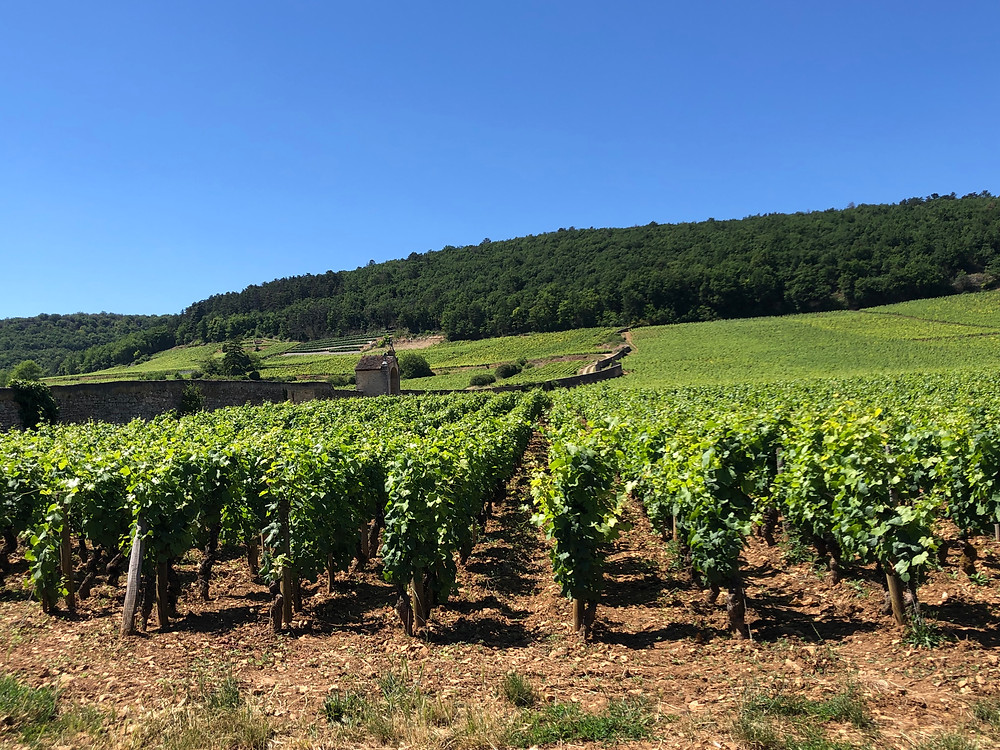 vineyards in Gevrey-Chambertin during a wine study trip to Burgundy visiting Domaine Trapet Rochelandet