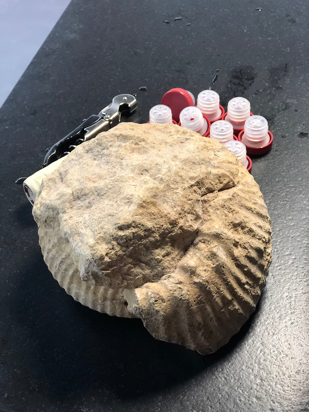 fossilized marl stones from Kimmeridgian soils in Chablis