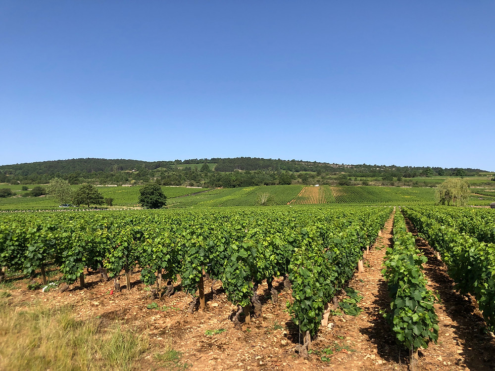 Village and Premier Cru Chardonnay vineyards in Meursault AOC during a wine study trip to Burgundy