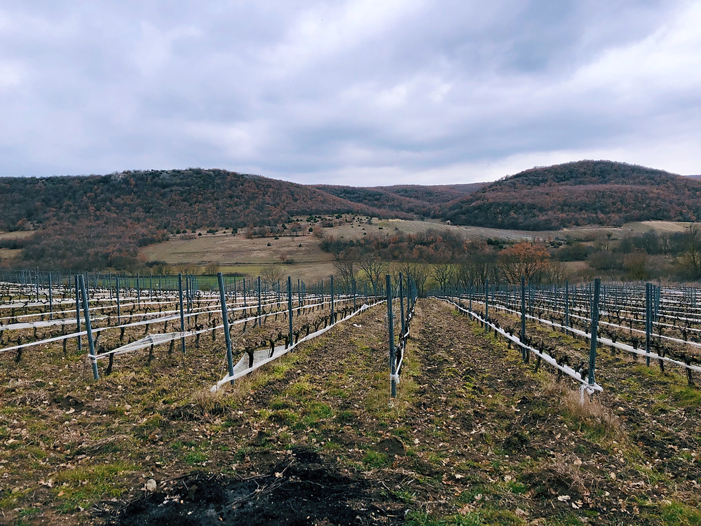 winery visit and tasting Turkish wines on the Thracian wine route at Chamlija winery