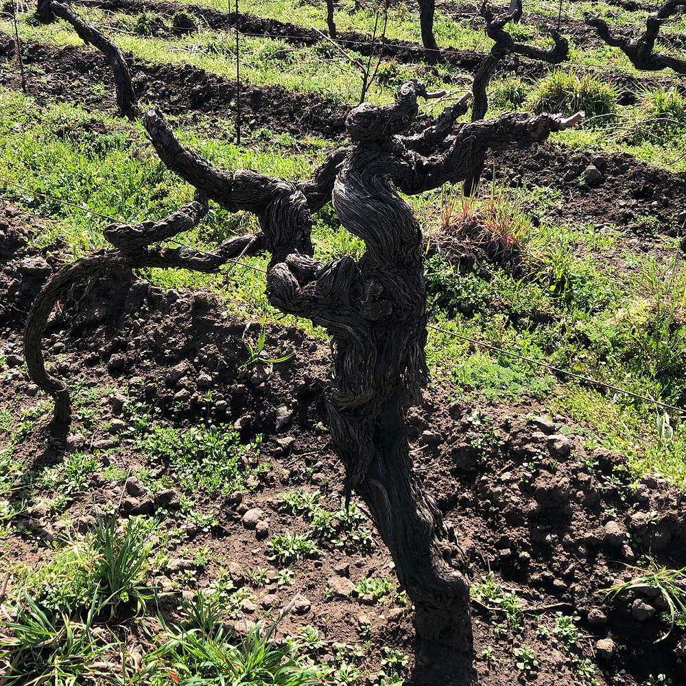 old pre phylloxera vine in Etna wine region in Tenuta delle Terre Nere Calderara Sottana cru zone