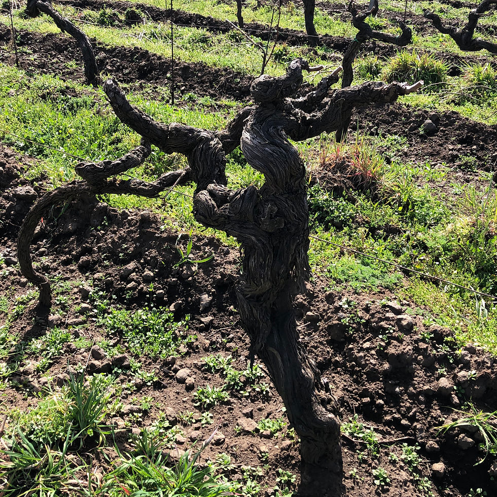 old pre phylloxera vine in Etna wine region in Tenuta delle Terre Nere Calderara Sottana cru zone