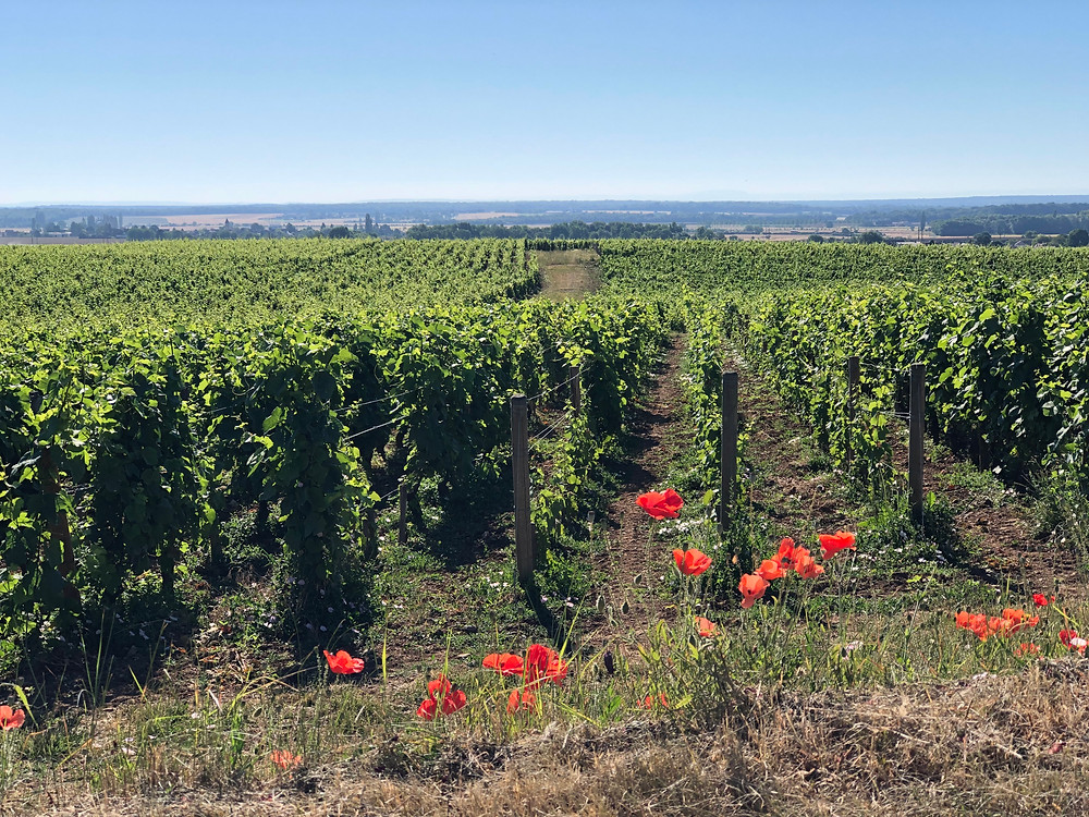 Vosne-Romanee Grand Cru vineyard in Cote d'Or Nuits Saint Georges in Burgundy during a wine tour