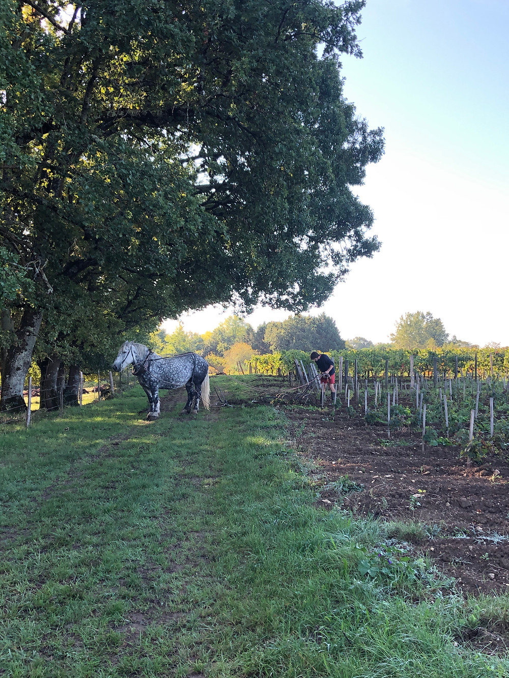 Horses on the vineyard at biodynamic Bordeaux winery Chateau Le Puy during a wine study trip to Cotes de Francs