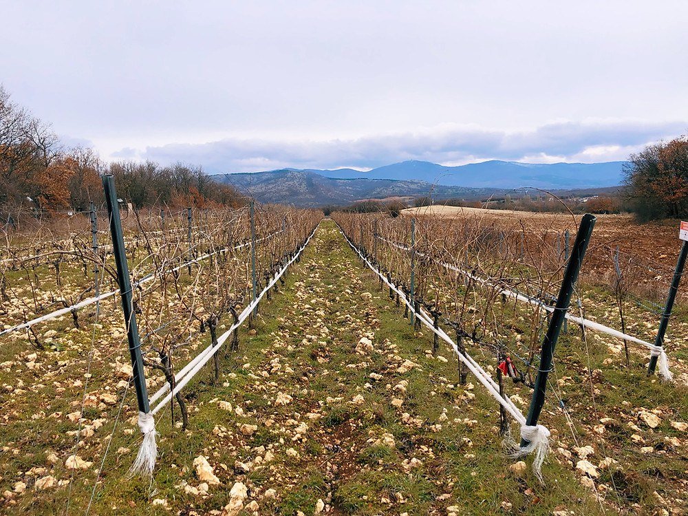 winery visit and tasting Turkish wines on the Thracian wine route at Chamlija winery