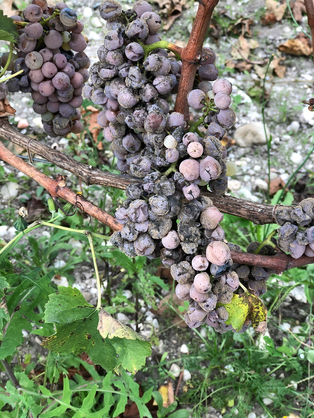 Botrytis cinerea or noble rot affected Semillon grapes in the vineyard in Sauternes before harvest