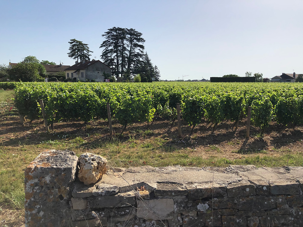 Meursault wine tour in Burgundy on a wine study trip