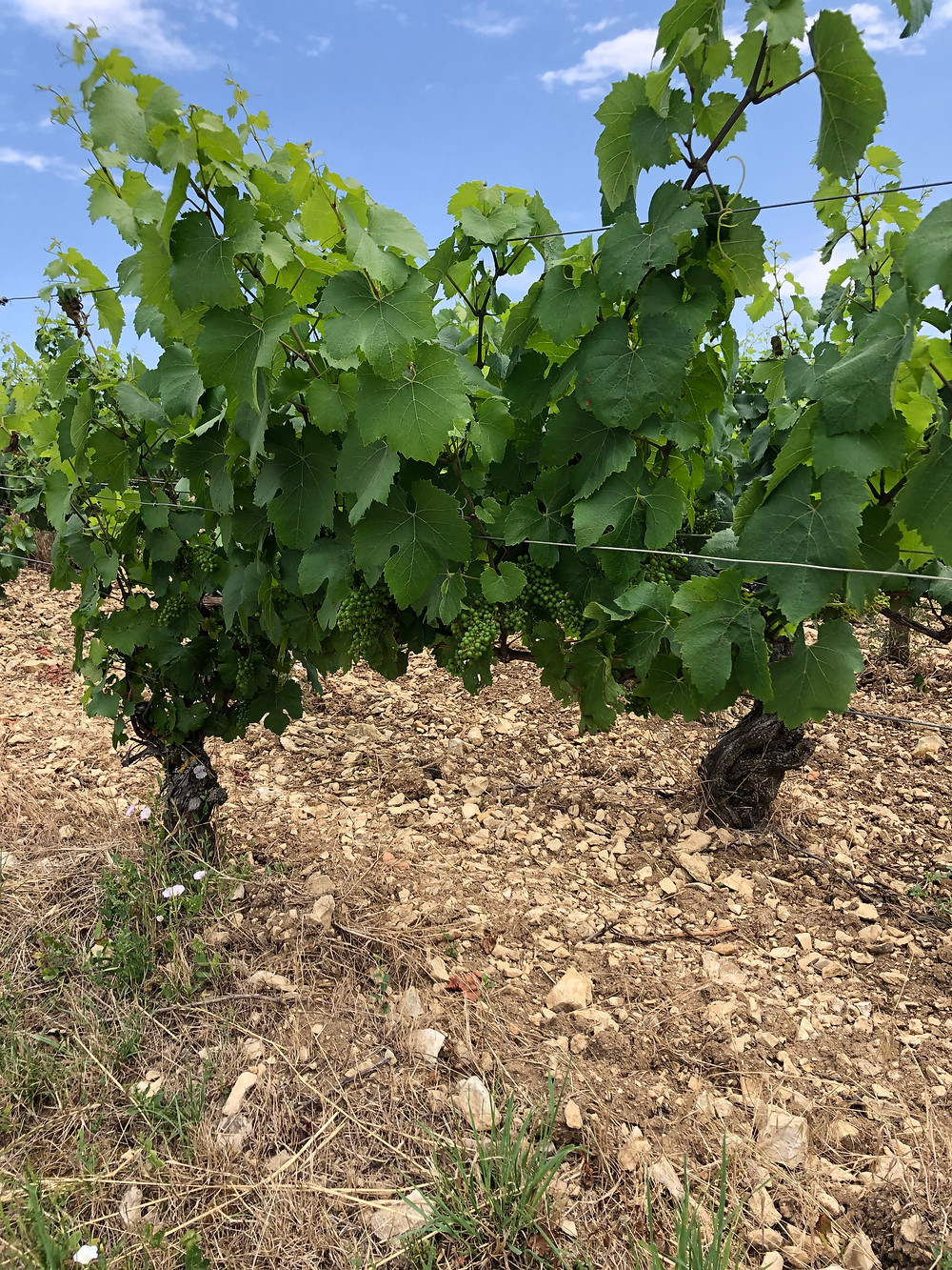 Chardonnay vineyard in Chablis Grand Cru during a wine study trip to Chablis and a vineyard tour