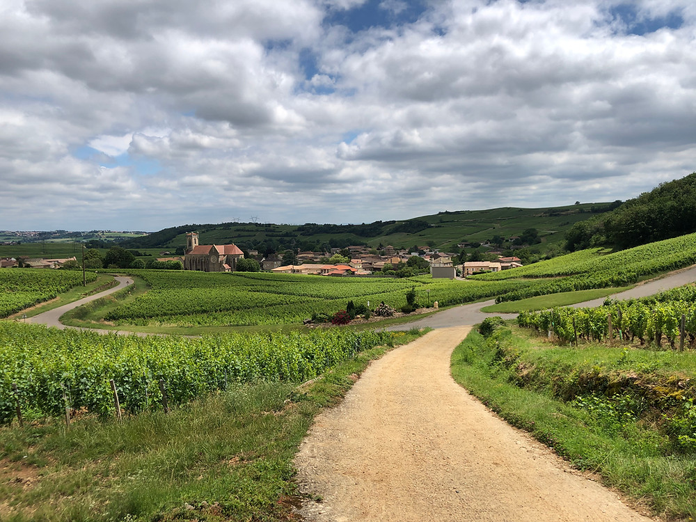 hills with Chardonnay vineyards of Pouilly-Fuisse in the Maconnais region in Burgundy