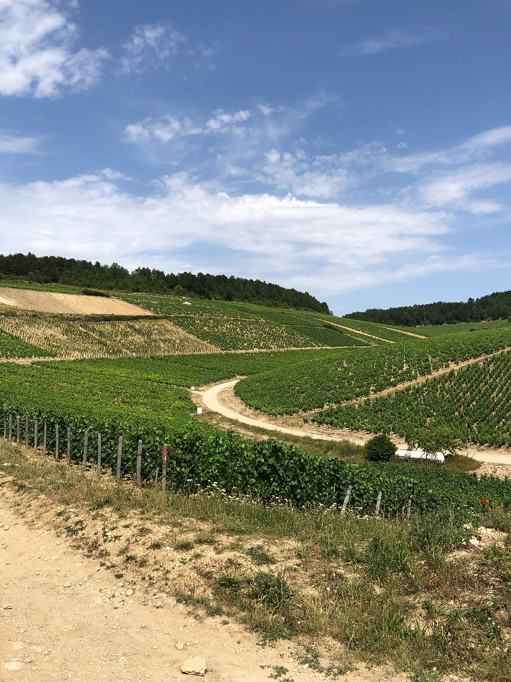 Grand Cru and Petit Chablis vineyards in Burgundy on a wine study trip