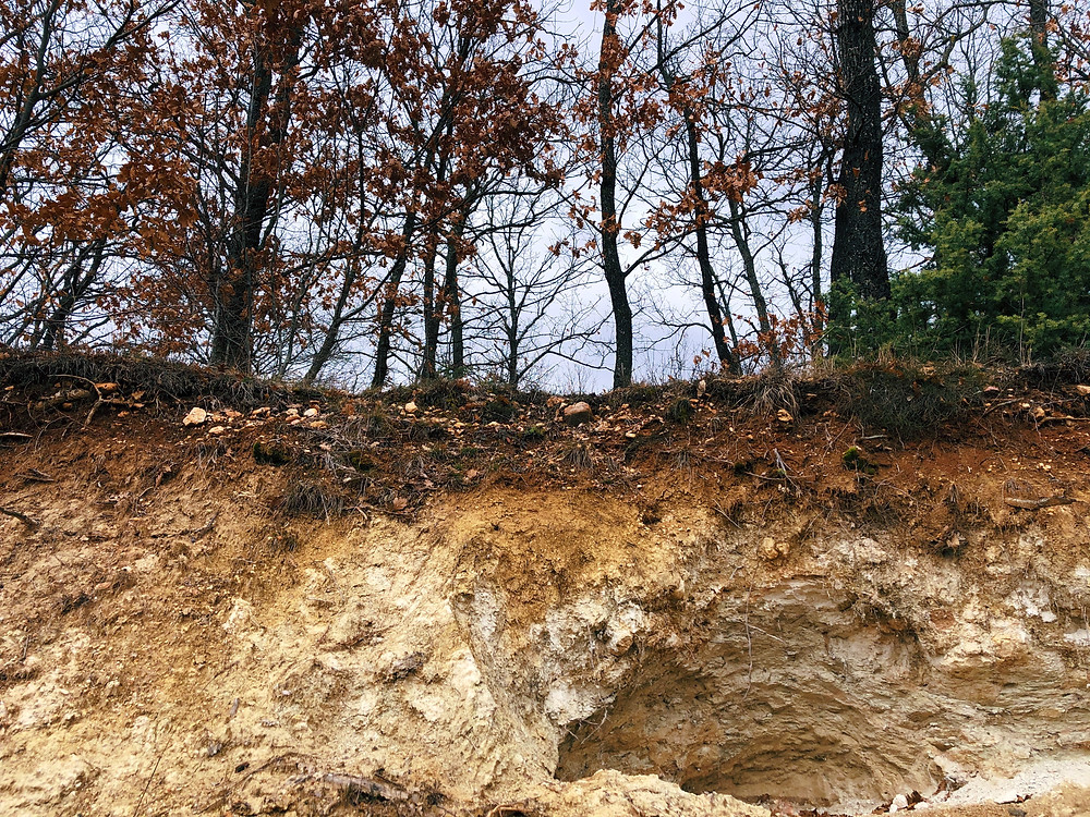 What you see above is not just a forest pic - it's a perfect example of how layered the soil is. Rich and fertile top layer is very thin, afterwards it's all marl or actually, bentonite - the impure clay which is used for clarifying wine by bounding particles in it.