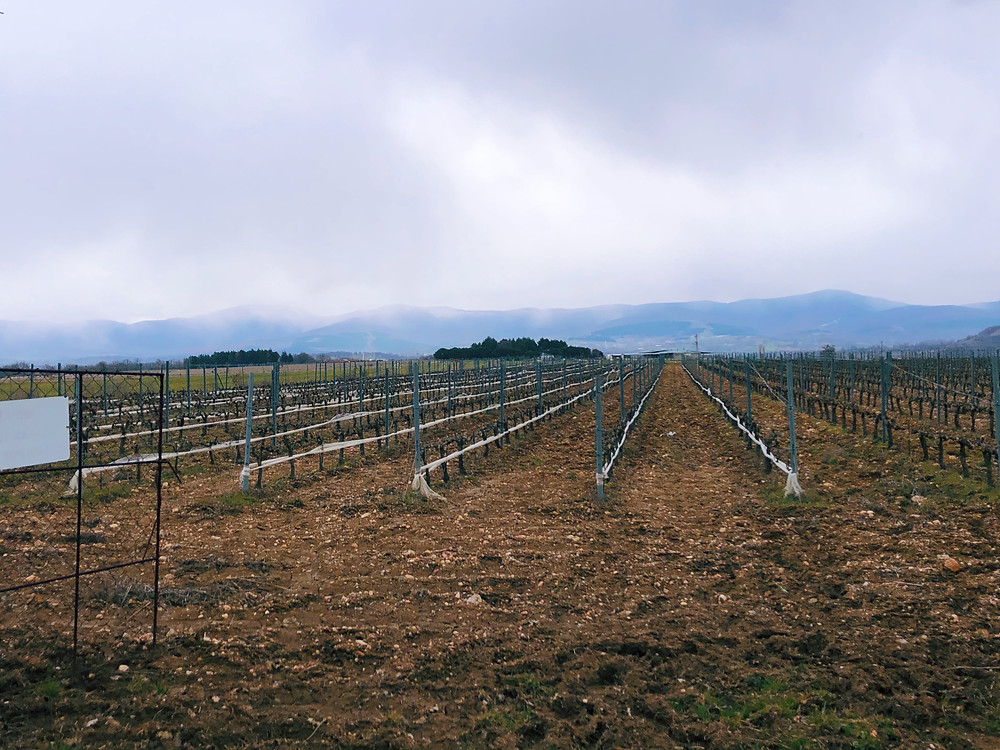 Chamlija vineyard during a winery visit on a wine tasting trip in Turkey