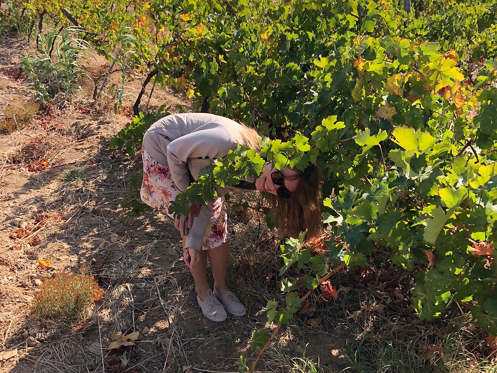 Winery visit to Corvus and wine tour to Bozcaada island with a wine tasting in Turkey