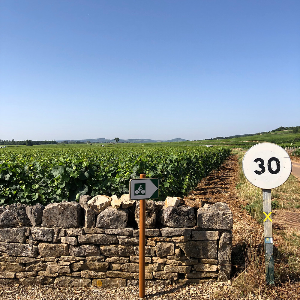 Cycling route in the Meursault vineyards during my Burgundy wine study trip