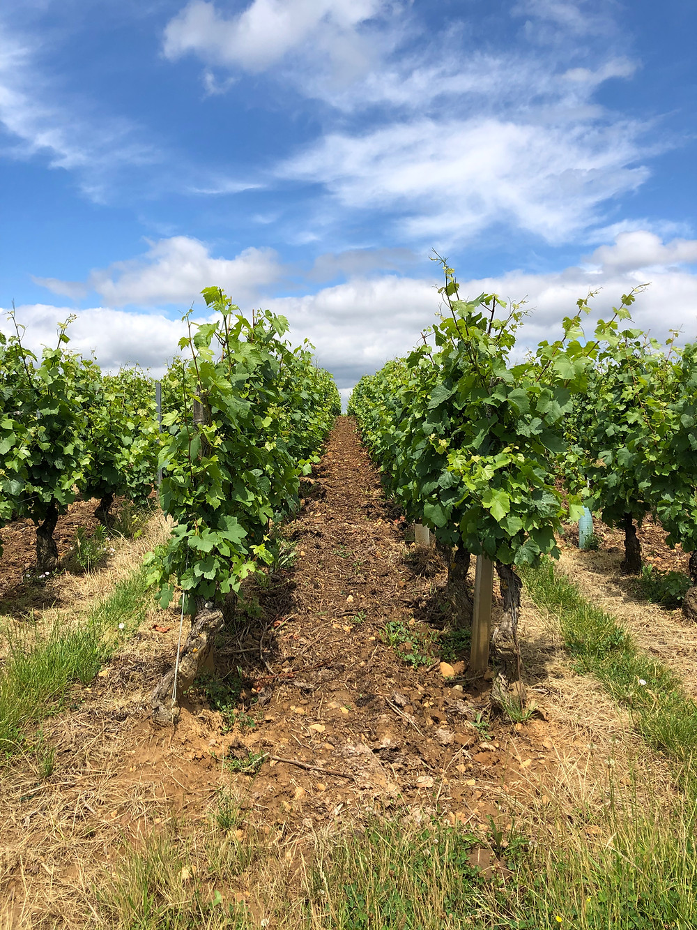 Chardonnay vineyards in the Pouilly-Fuisse AOC Premier Cru sites during a wine study trip to Burgundy