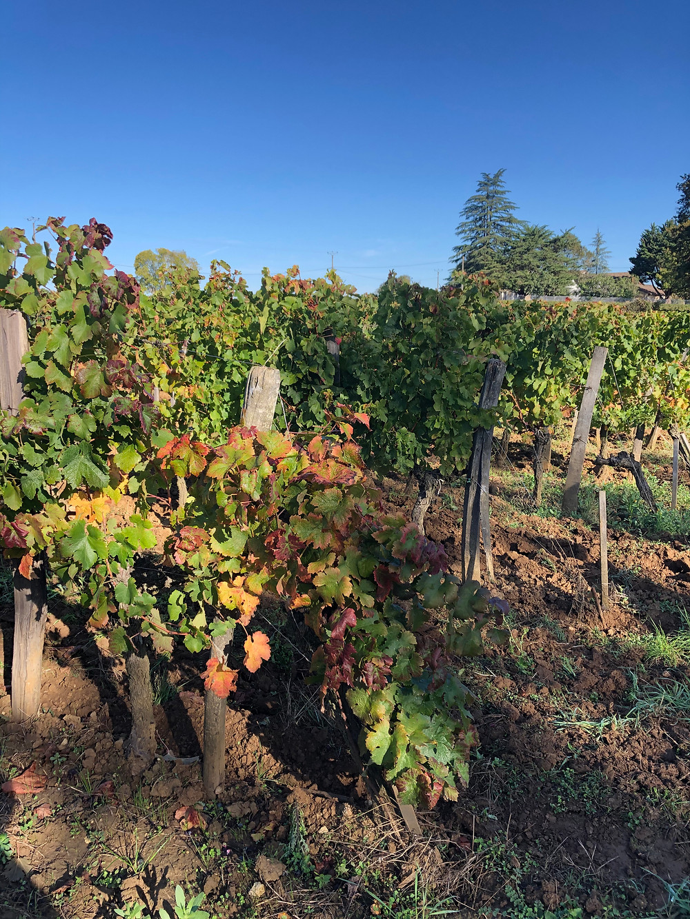 biodynamic vineyards in Bordeaux in Cotes de Francs at Chateau Le Puy biodynamic Bordeaux winery