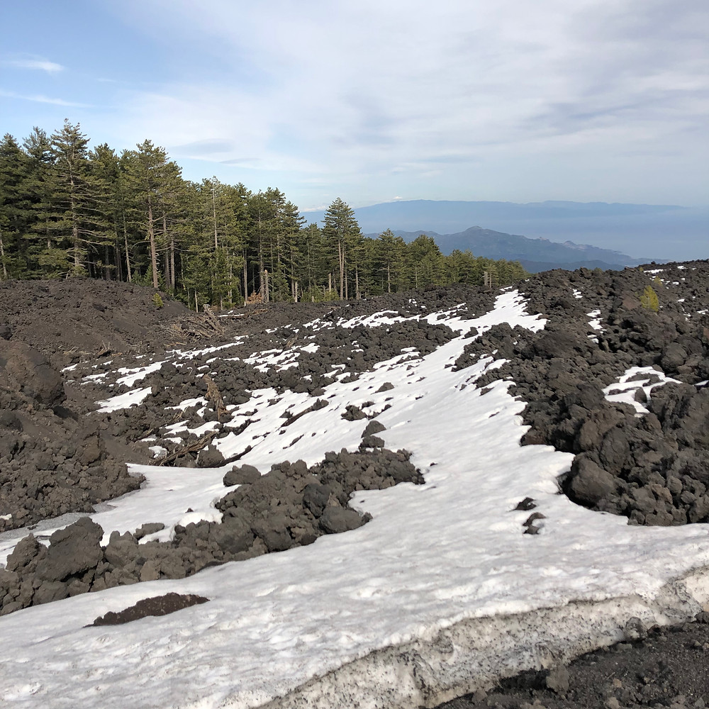 Etna volcano black lava under snow in a pine forest