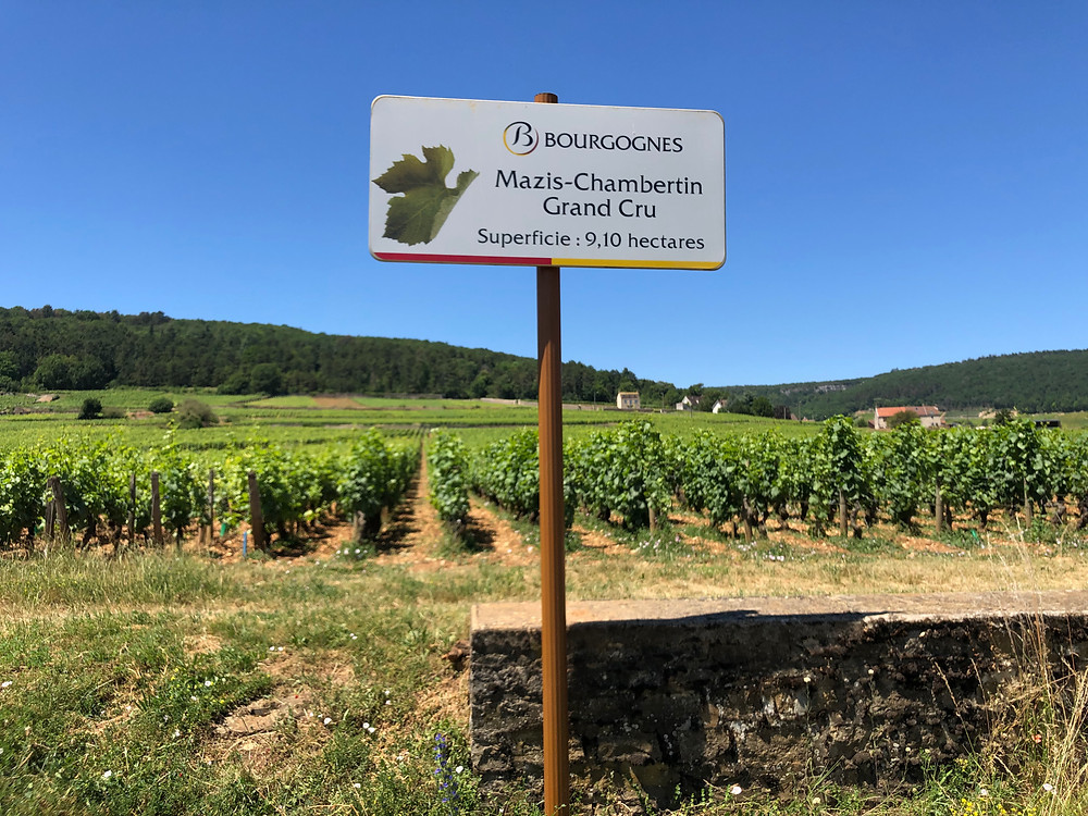 Mazis-Chambertin Grand Cru vineyard a climat of Gevrey-Chambertin village